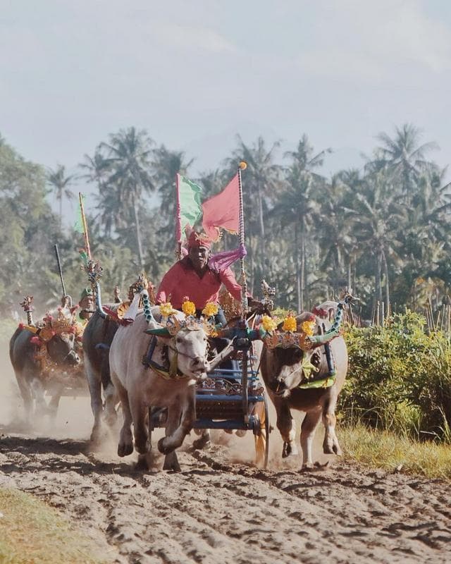 Makepung Buffalo Races