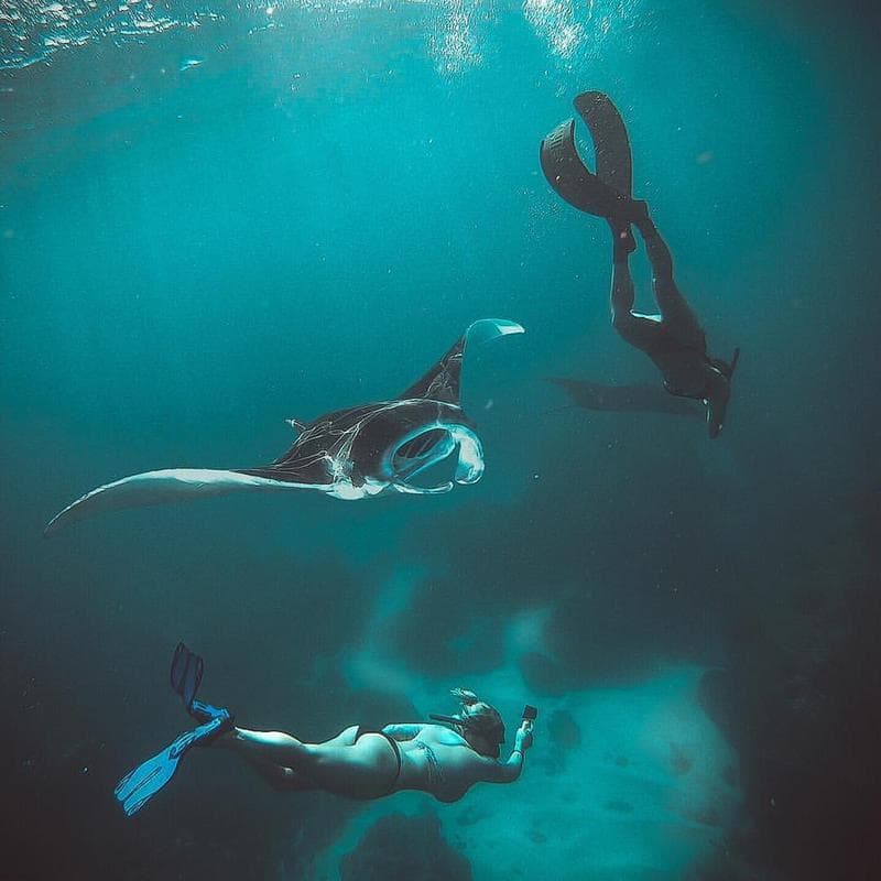 Swimming With Manta Ray