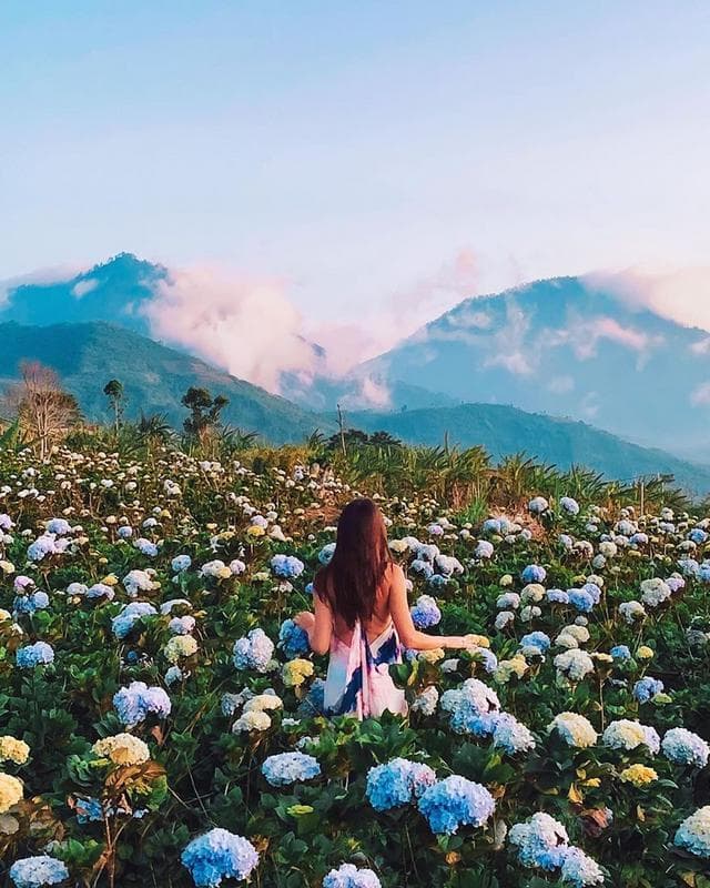 Stroll Through Hydrangea Fields