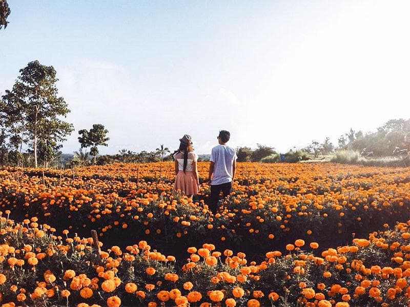 Walking through the Marigold Fields