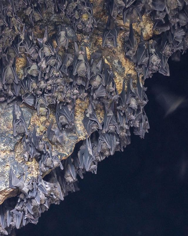 Visit Bat Cave Temple/Goa Lawah