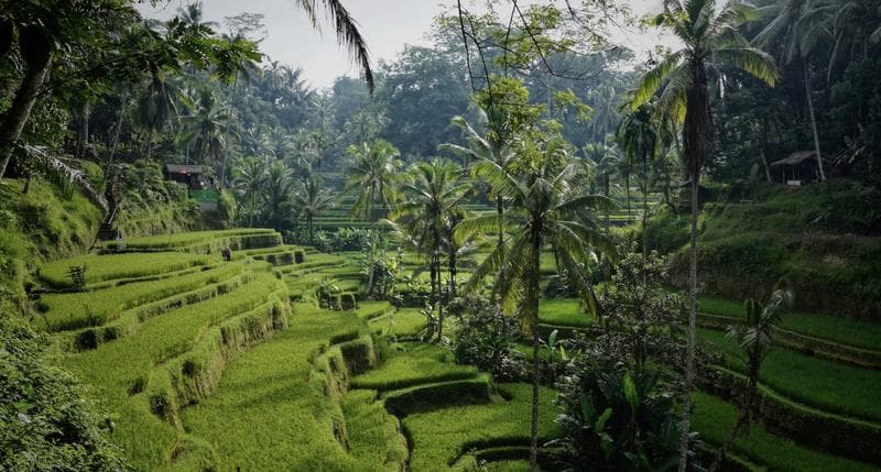The Perfect Season for Your Bali Trip