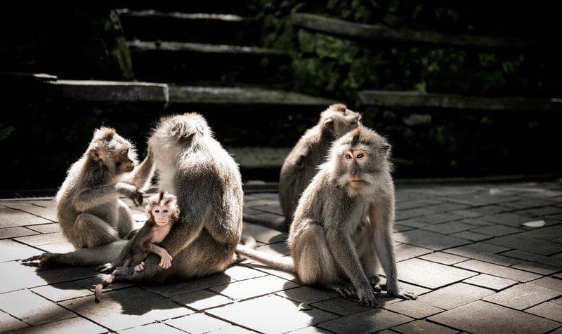 Sacred Monkey Forest Sanctuary