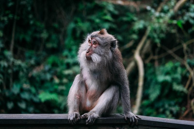 Take a selfie with Ubud’s monkeys - 