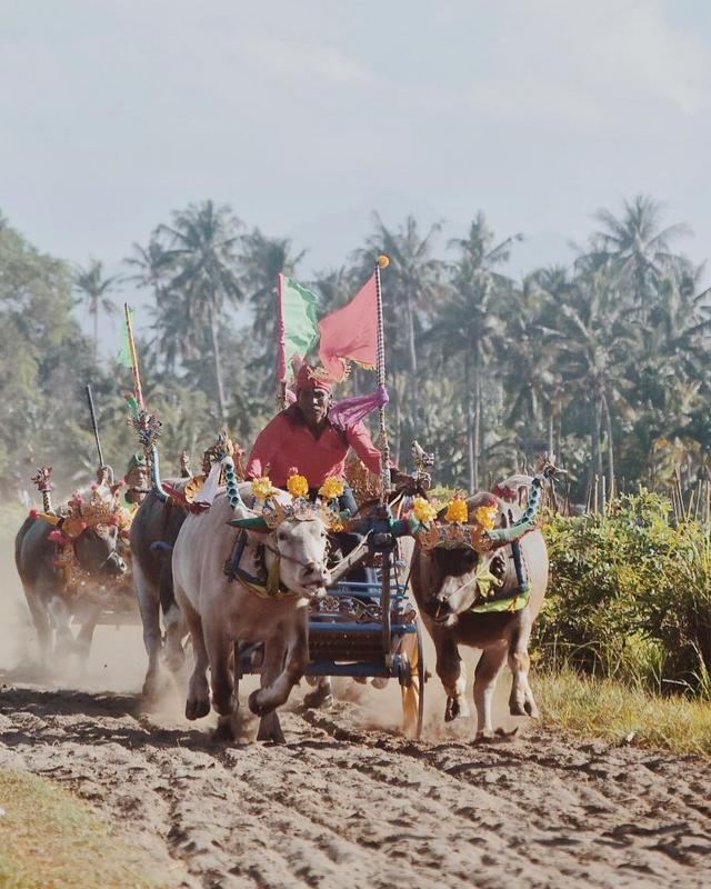 Makepung Buffalo Races - Photo by @ari.nanda12