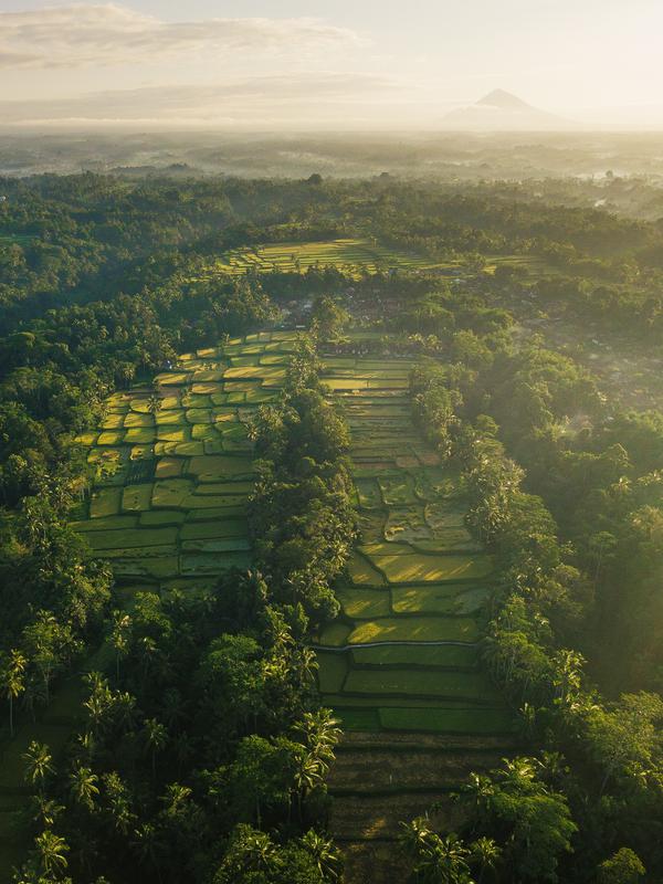 Why is Ubud so famous? - 