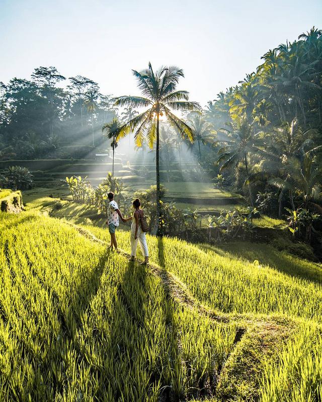 Tegalalang Rice Terrace - Photo by @whereisnikita