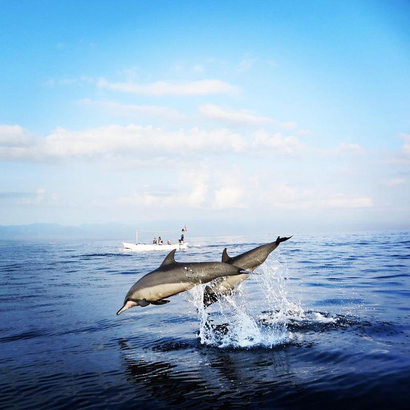 Chasing The Dolphins At Lovina - Photo by @sufru