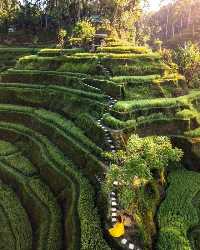 Tegallalang Rice Terraces - Photo by @makyandmatt