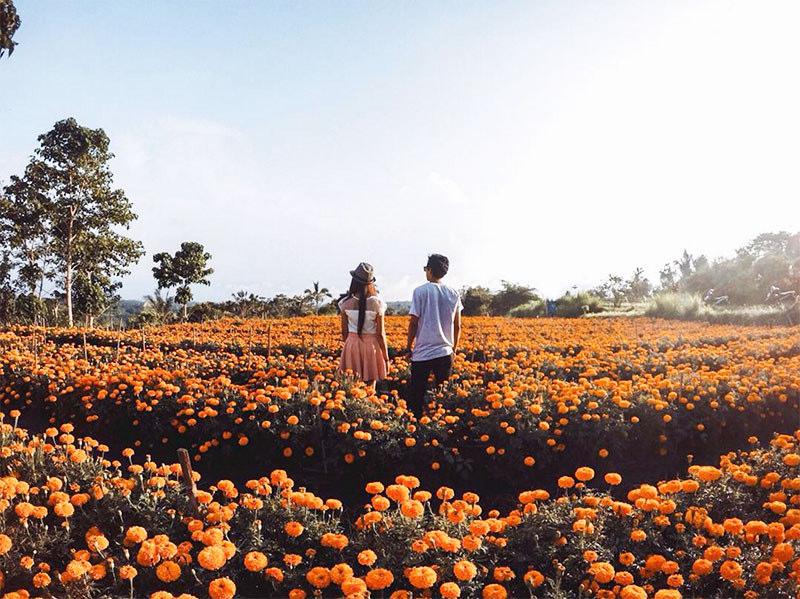 Walking through the Marigold Fields - Photo by pinterest