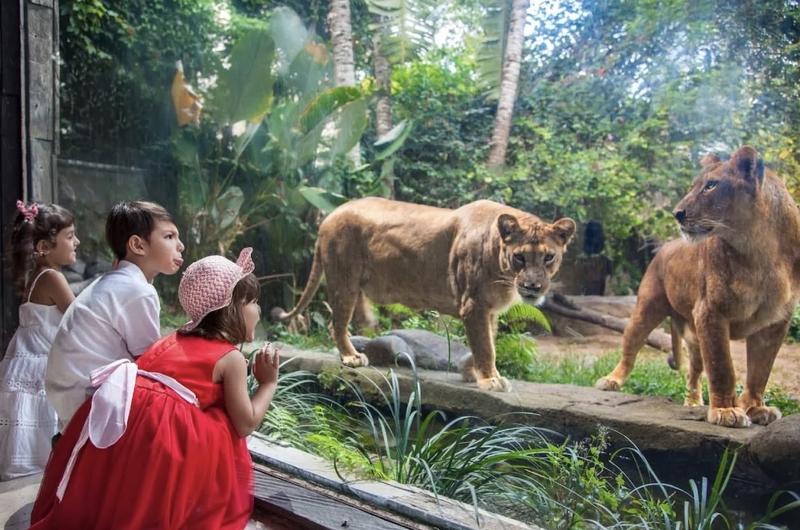 A Wild Day Out at the Zoo - Photo by @balisafari_id