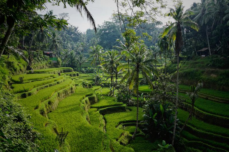 Tegallalang Rice Terrace Ubud